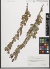 Foto von Salix starkeana Willd.